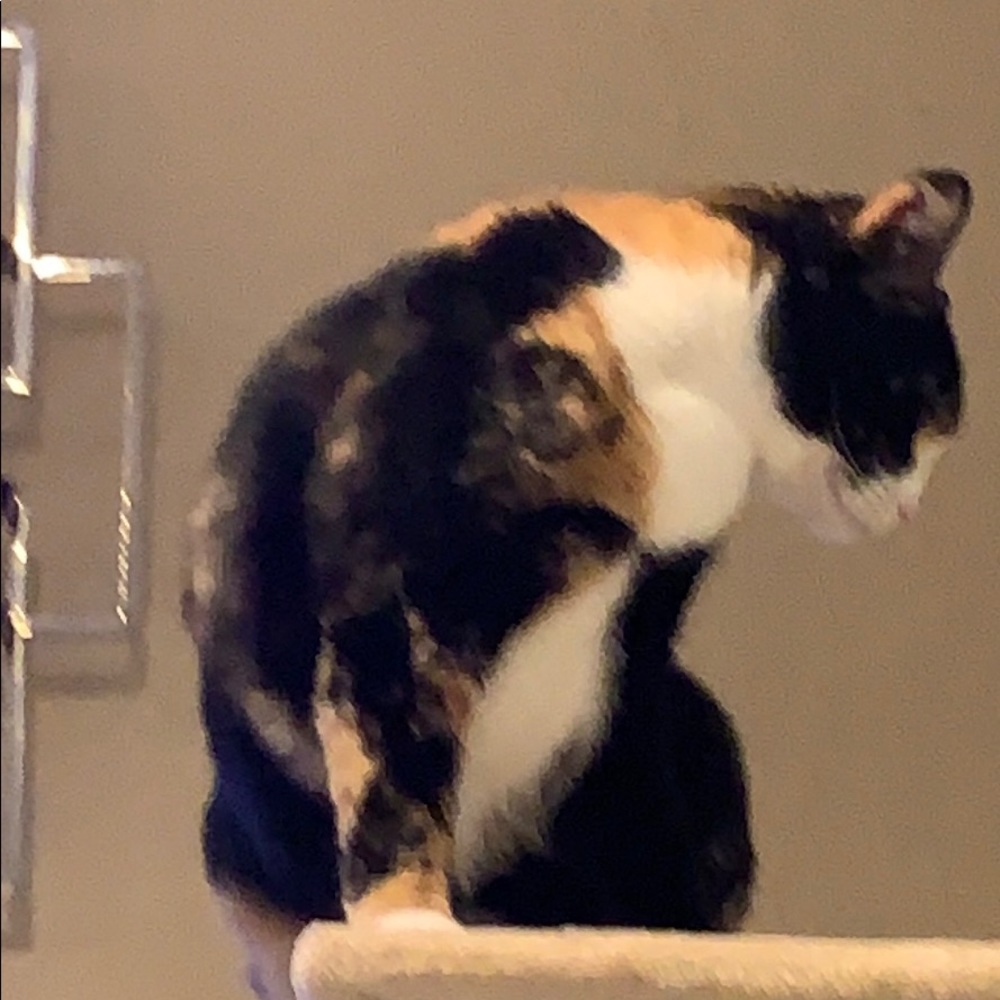Meet your Posher, Susy